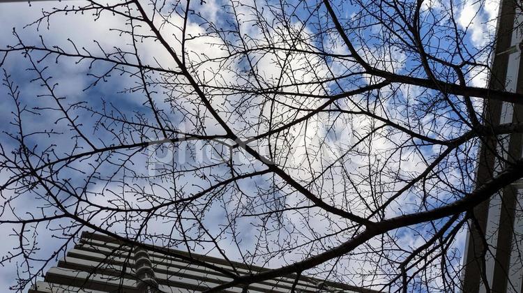 枯れ木と青空の風景 枯れ木,季節,冬の写真素材