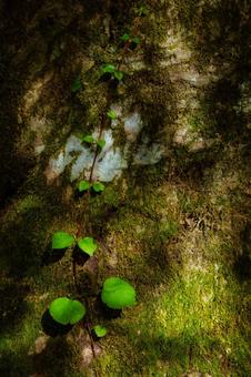 木漏れ日が当たる葉っぱ 木漏れ日が当たる葉っぱ 木漏れ日,森林浴,自然の写真素材