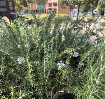 ローズマリー ローズマリー,ハーブ,自然の写真素材