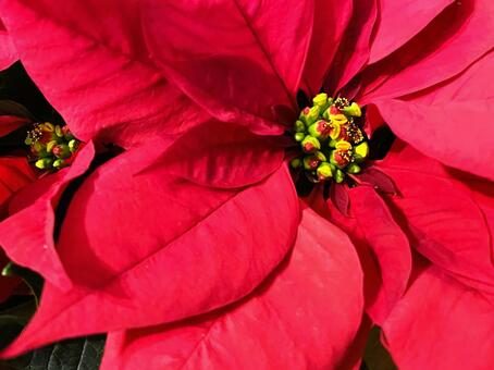 ポインセチア（上からアップ）２ ポインセチア,クリスマスフラワー,ショウジョウボクの写真素材