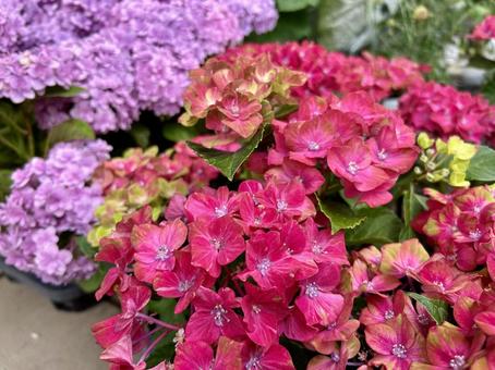 紫陽花(紅色・紫) 紫陽花(紅色・紫) 自然,花,紫陽花の写真素材