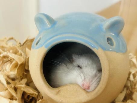 お昼寝中のハムスター ハムスター,小動物,動物の写真素材