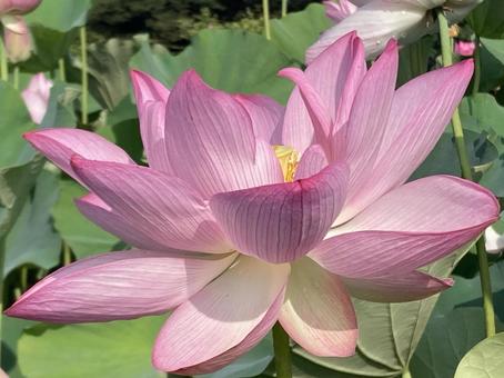 光注ぐ美しいハスの花　アップ ハス,蓮,ピンクの写真素材