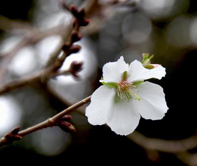 サクラ 'フユザクラ' サクラ 'フユザクラ'の写真