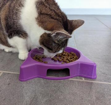 キャットフード カリカリを食べる保護猫 キャットフード カリカリを食べる保護猫 猫,ネコ,動物の写真素材