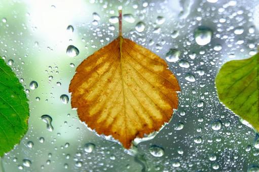 Raindrops, JPG