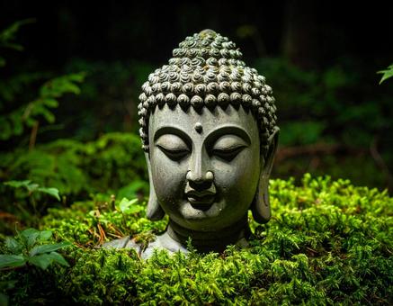 森の中のブッダヘッドの写真