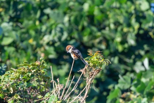 木の枝に佇むモズ モズ,野鳥,鳥の写真素材