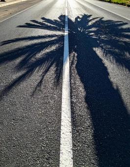 道路に映るヤシの木の影 道路に映るヤシの木の影の写真