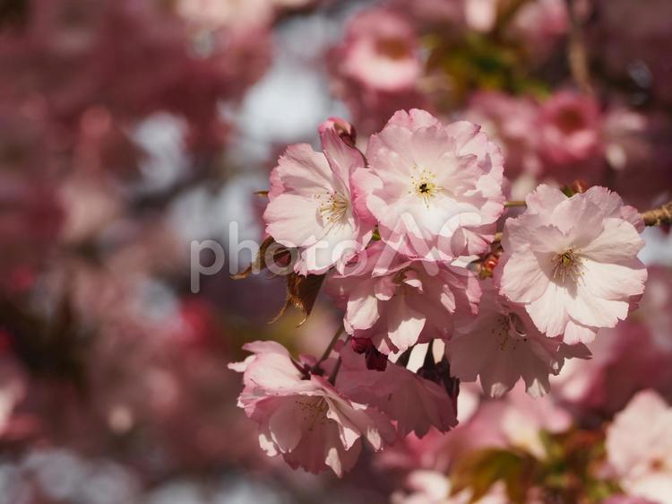 春の花　桜　ピンクの八重桜② 桜,春,春の花の写真素材