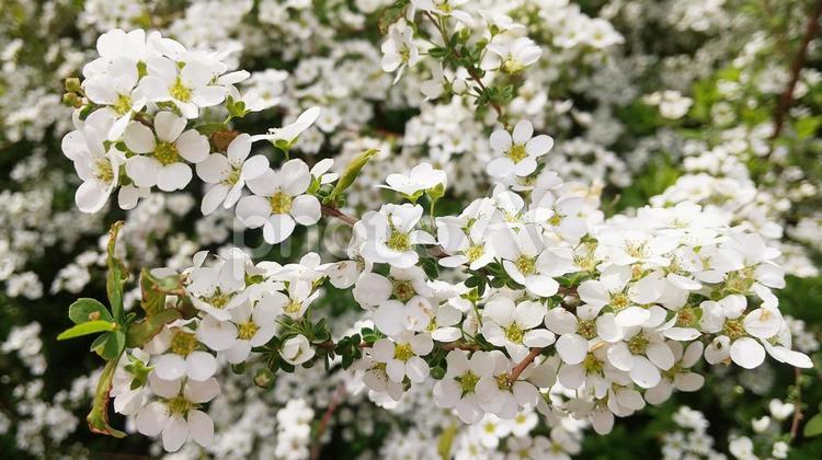 ユキヤナギの白い花 ユキヤナギ,ゆきやなぎ,白の写真素材
