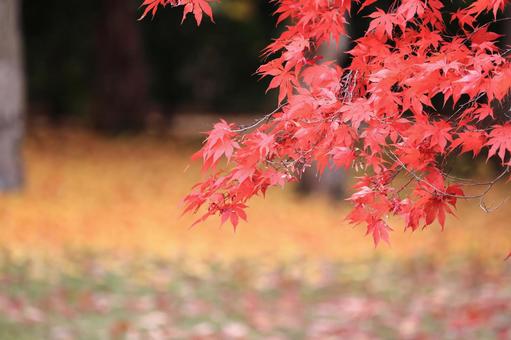紅葉 3 紅葉 3の写真