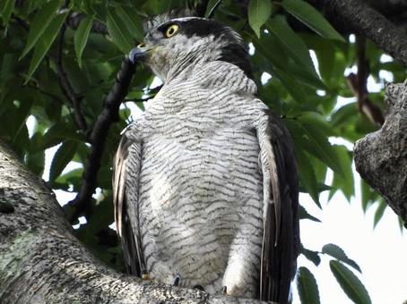 枝にとまるオオタカ 枝にとまるオオタカの写真