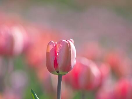 美しいチューリップのお花畑 美しいチューリップのお花畑の写真