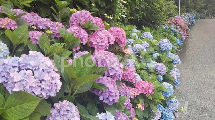 横須賀美術館のあじさいの小路 紫陽花,アジサイ,あじさいの写真素材