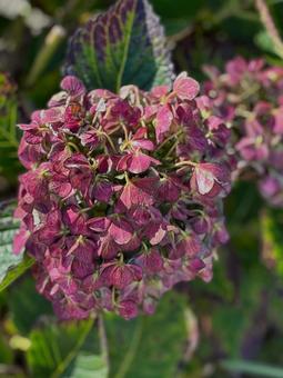 紫陽花 紫陽花 花,自然,風景の写真素材