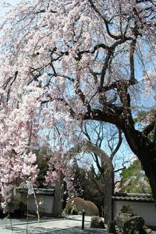 上田市真田の郷長谷寺の桜 上田市真田の郷長谷寺の桜の写真