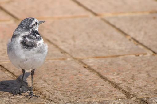 地面を歩くハクセキレイ・コピースペースの写真