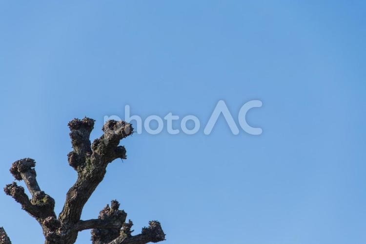 冬の木と青空 青空,木,枯木の写真素材