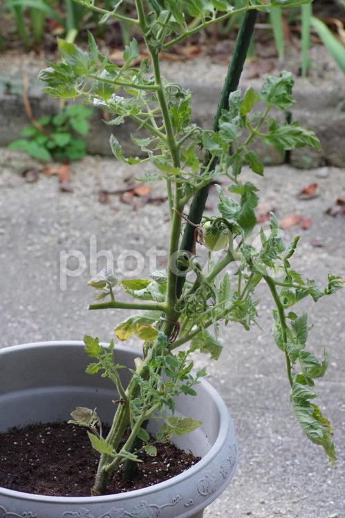 鉢栽培中のトマト トマト,鉢,栽培の写真素材