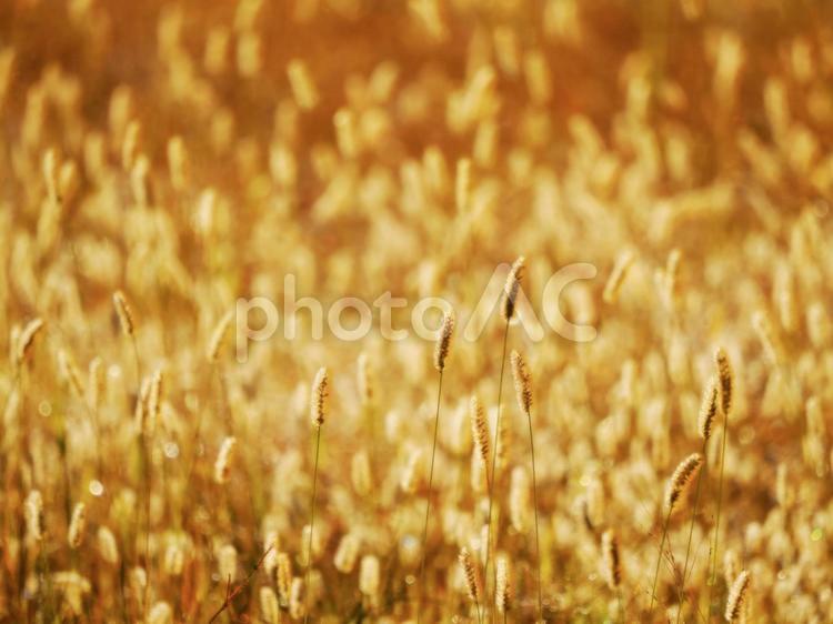 秋を感じる草地 秋を感じる草地 草,秋,ブラウンの写真素材