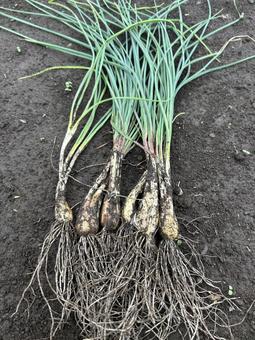 市民農園のエシャレットの収穫 エシャレット,食べ物,食材の写真素材