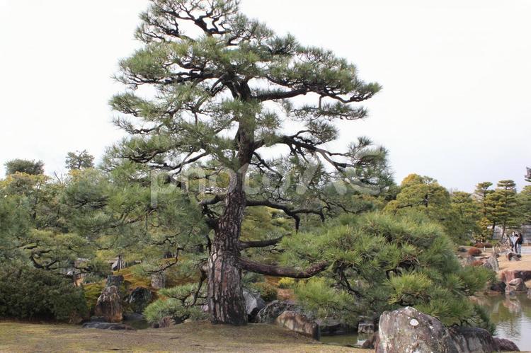 二条城の松 二条城,松,二の丸庭園の写真素材