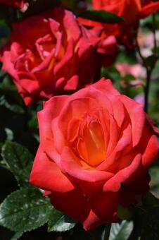 オレンジ色の薔薇 オレンジ色の薔薇の写真
