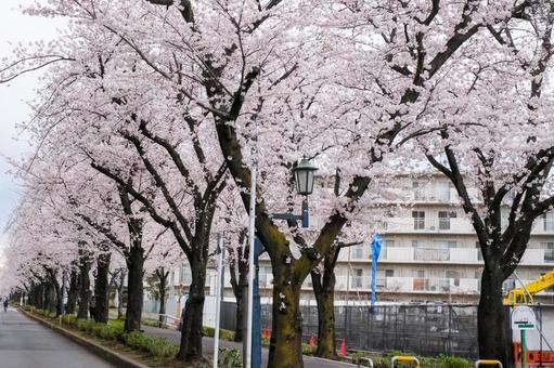 武蔵浦和の遊歩道の桜 武蔵浦和の遊歩道の桜 武蔵浦和,桜,花見の写真素材
