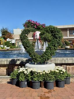 秋の武生中央公園 色鮮やか,菊,ガーベラの写真素材