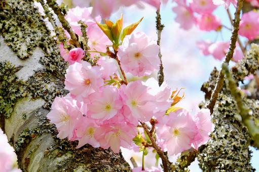 薄紅色の半八重桜 思川 薄紅色の半八重桜 思川 思川,桜,花の写真素材