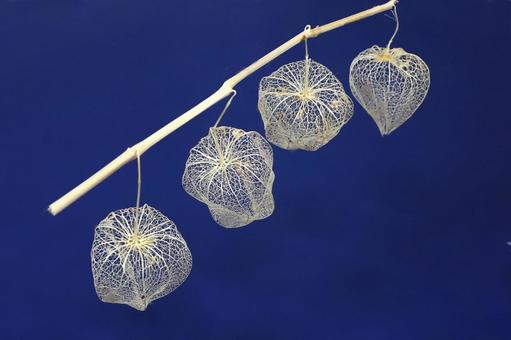 網ホオズキ 網ホオズキ 植物,ほおずき,鬼灯の写真素材
