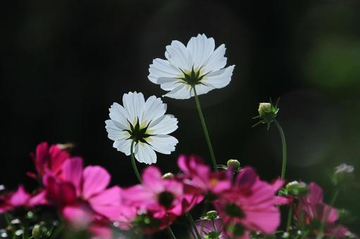 Pure white cosmos-2, JPG