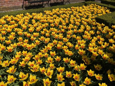 オランダ キューケンホフ公園 満開の花 オランダ キューケンホフ公園 満開の花の写真