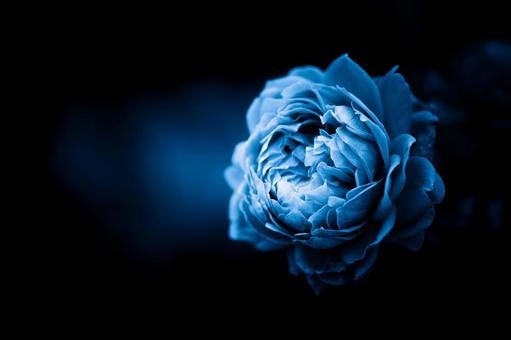 息をしているような薔薇の写真