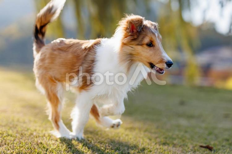 麗　レイ 中型犬,牧羊犬,室内犬の写真素材