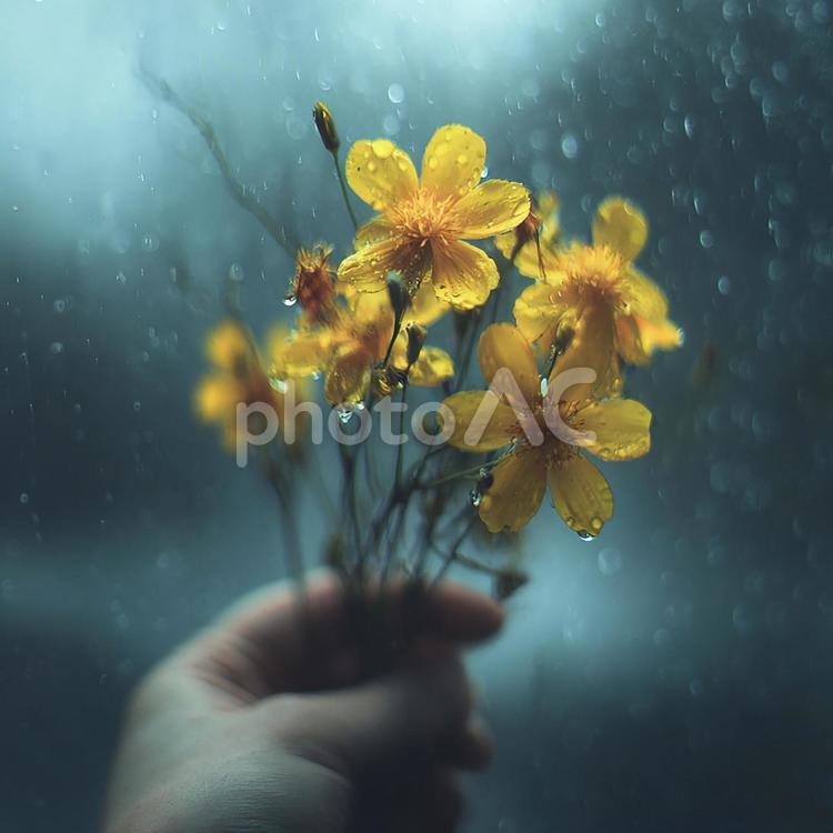 安らぎをもたらす、可憐な黄色い花の手持ち 花,コスモス,水滴の写真素材