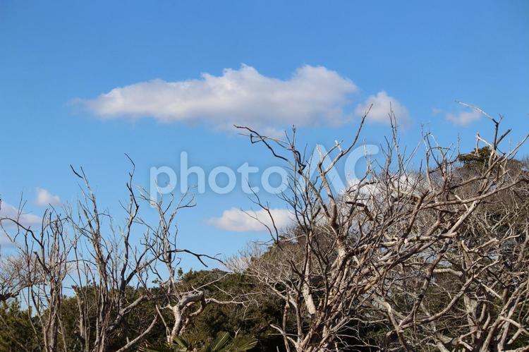 枯木の下から見上げた青空 青空,空,木の写真素材