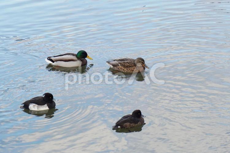 ２組のつがい 生き物,風景,水鳥の写真素材
