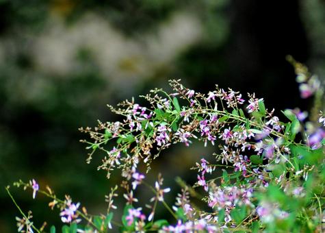 山萩の花 山萩の花の写真