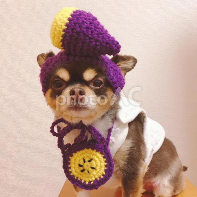 焼き芋大好きだワン 焼き芋大好きだワン 犬,ペット,ベンチの写真素材