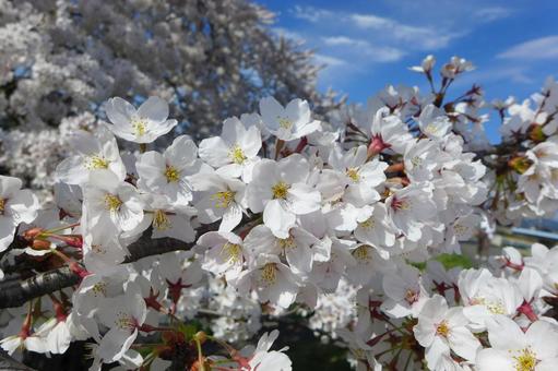 桜(一関市)の風景 桜(一関市)の風景の写真