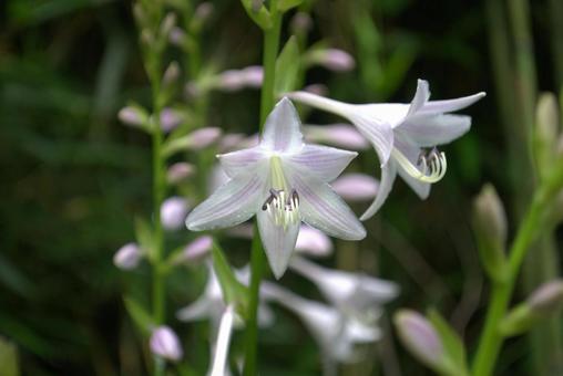 初夏から初秋に咲くギボウシの花 初夏から初秋に咲くギボウシの花の写真