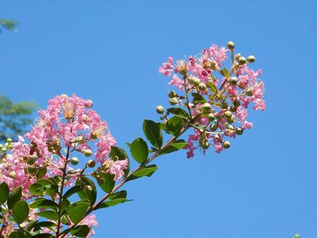 【花の写真】ピンクの百日紅 【花の写真】ピンクの百日紅の写真