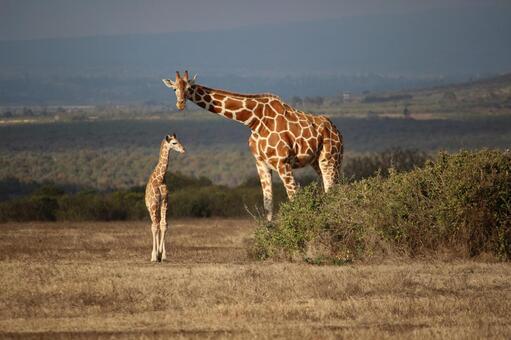 アミメキリンの親子 アフリカ,ケニア,アバデアの写真素材