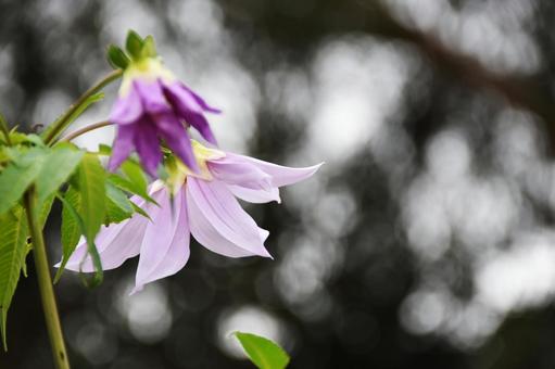 皇帝ダリア 皇帝ダリア 皇帝ダリア,ダリア,花の写真素材