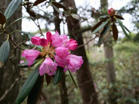 飛龍山のシャクナゲ 飛龍山のシャクナゲ 石楠花,しゃくなげ,シャクナゲの写真素材