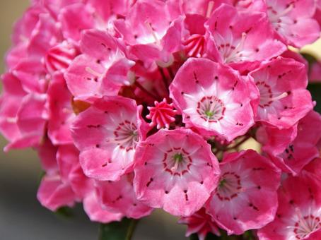 アメリカシャクナゲ サラ アメリカシャクナゲ,亜米利加石楠花,亜米利加石南花の写真素材