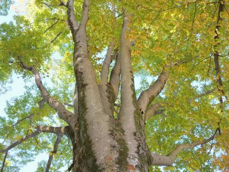 秋の大ケヤキを見上げる 欅,けやき,大木の写真素材