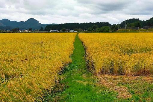 2025年9月の里山36の写真